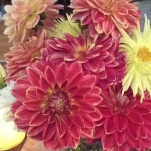 Meet your Posher, Joyce